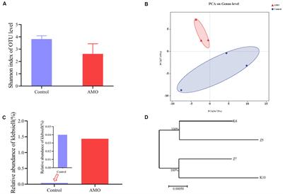 Colonization of Mice With Amoxicillin-Associated Klebsiella variicola Drives Inflammation via Th1 Induction and Treg Inhibition